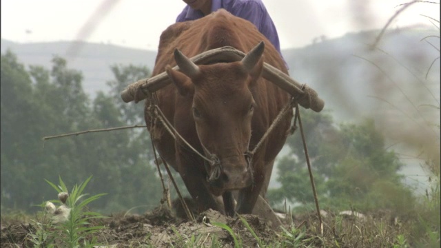 中国秦岭，人们用牛犁地视频素材