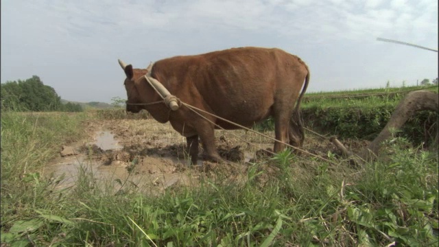 中国秦岭，人们用牛犁地视频素材