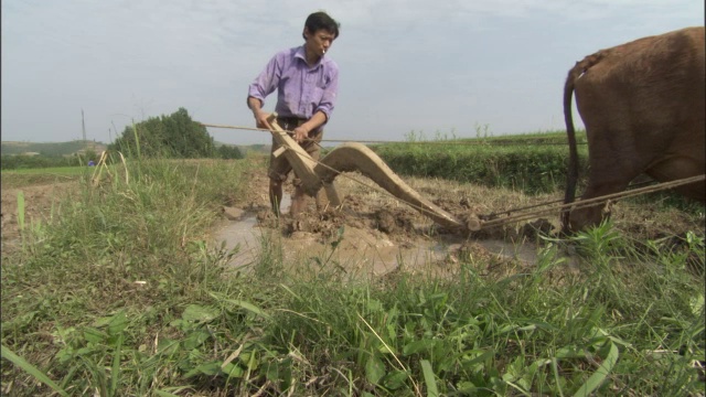 中国秦岭，人们用牛犁地视频素材