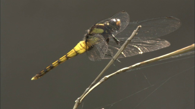 中国佛坪的一名女性大蓝鲸(Orthetrum melania)反复起飞并降落在高处视频素材