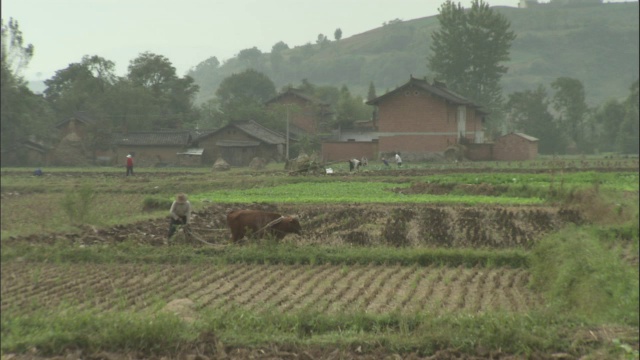 在中国的昆陵，人们用牛犁地。视频素材