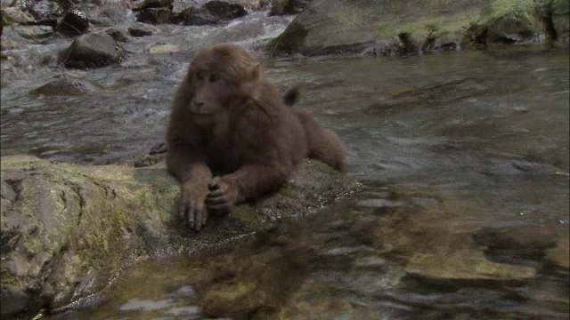 中国峨眉山，一只藏猕猴躺在溪中的岩石上视频素材