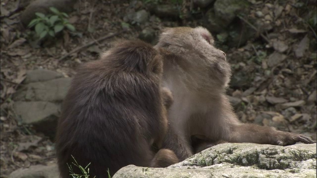 中国峨眉山藏猕猴梳理视频素材