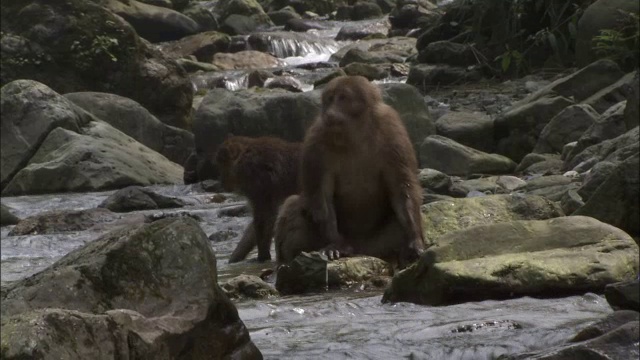 峨眉山生态猴区视频素材