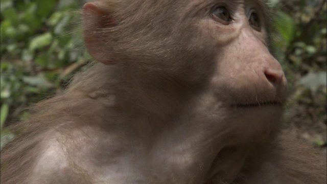 峨眉山生态猴区视频素材