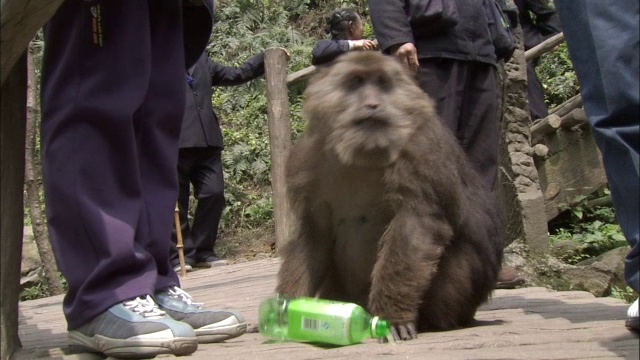 峨眉山生态猴区视频素材