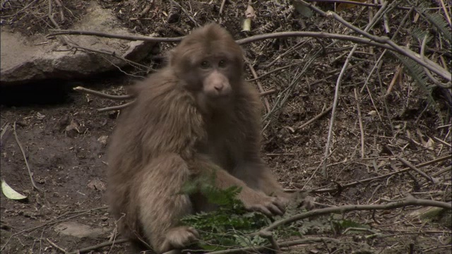 中国峨眉山藏猕猴吃树叶视频素材