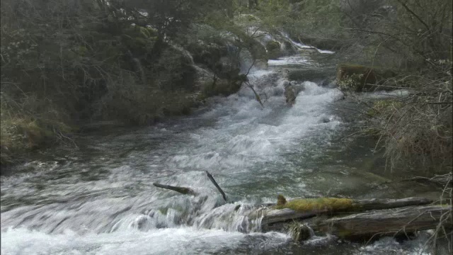 小溪流过森林，九寨沟，中国视频素材