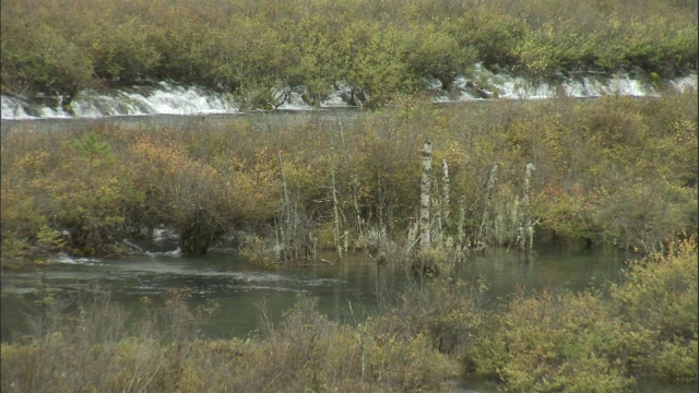 水流过灌木和桦树，九寨沟，中国视频素材