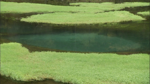 在中国九寨沟湖的草木岛屿上视频素材