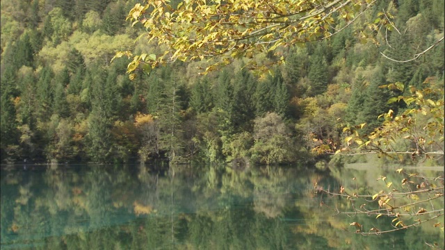 中国九寨沟五花湖岸边的树木视频素材