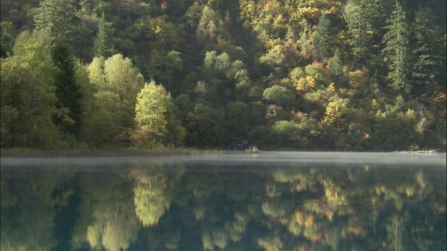 中国九寨沟五花湖岸边的树木视频素材