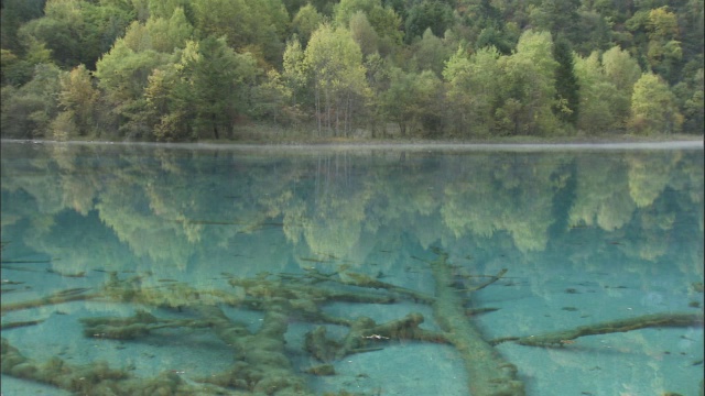 倒下的树躺在中国九寨沟五花湖底视频素材