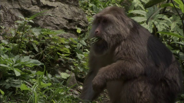 峨眉山生态猴区视频素材