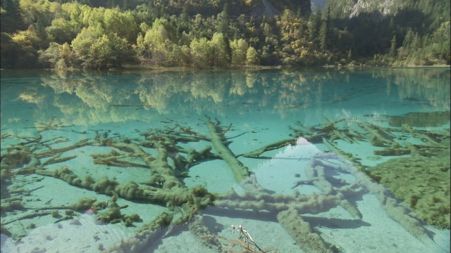 中国九寨沟五花湖的床上躺着古老的树干视频素材