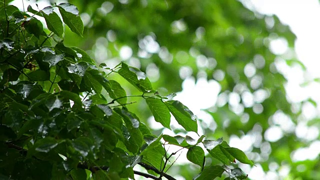 雨滴落在树叶上视频下载