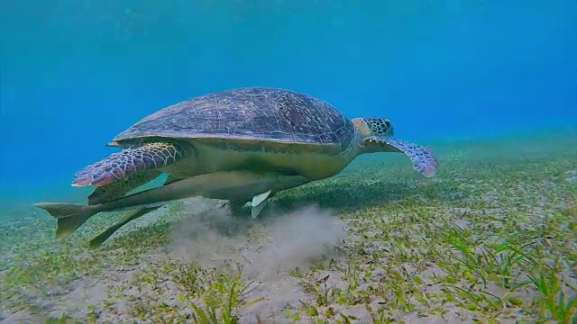 绿海龟和鮣鱼在海草床上吃草/ Marsa Alam视频素材