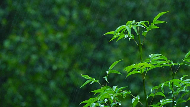 森林中的雨视频素材