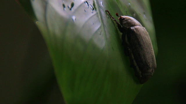 小虫视频素材