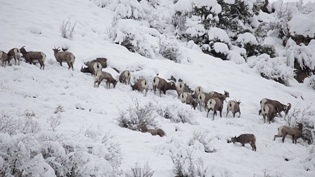 科罗拉多州沃特顿峡谷的大角羊放牧冬季积雪视频素材