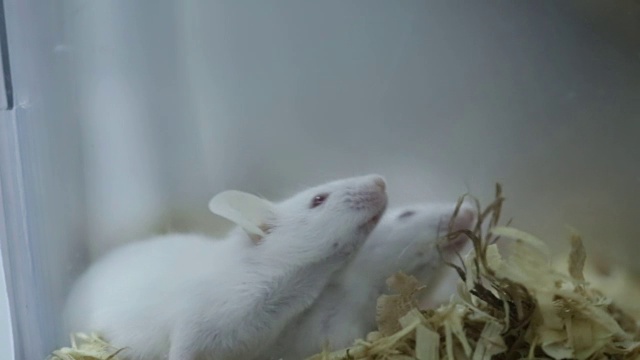 小白鼠在实验室的笼子里生长视频素材