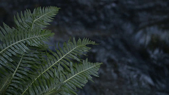 蕨类植物在溪视频下载