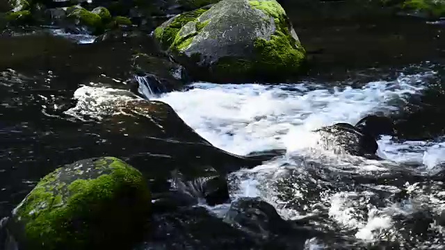 雨林溪视频下载