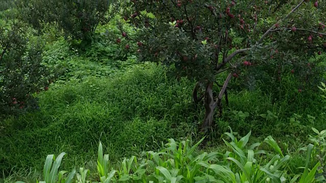 一对夫妇坐在雄伟壮观的喜马拉雅山脉的玉米地里视频素材