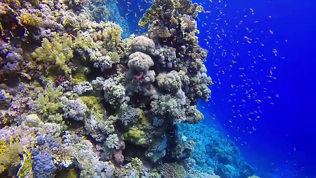 在珊瑚礁/红海潜水视频素材