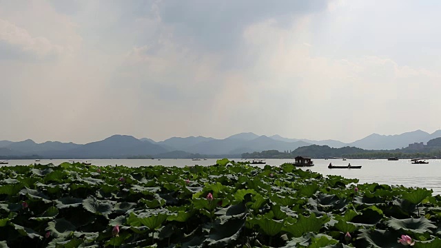 中国杭州西湖上的荷花田视频素材