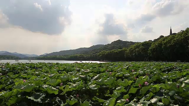 微风吹拂着西湖上宝楚塔上的荷叶，中国杭州视频素材