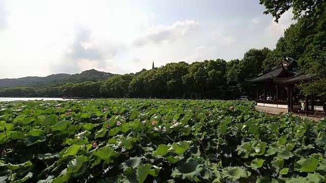 微风吹拂着西湖上宝楚塔上的荷叶，中国杭州视频素材