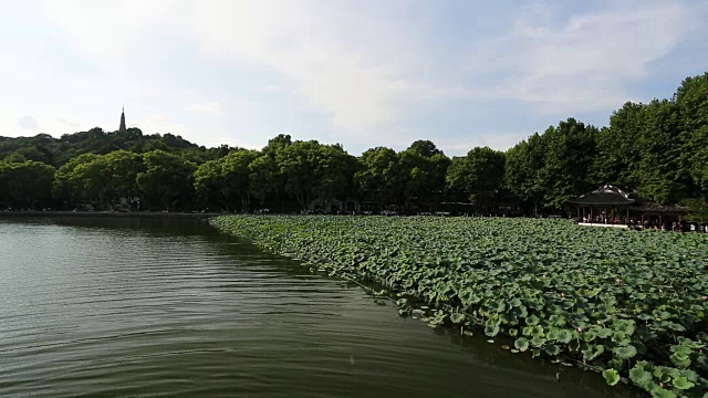 中国杭州西湖湖畔荷花田美景视频素材