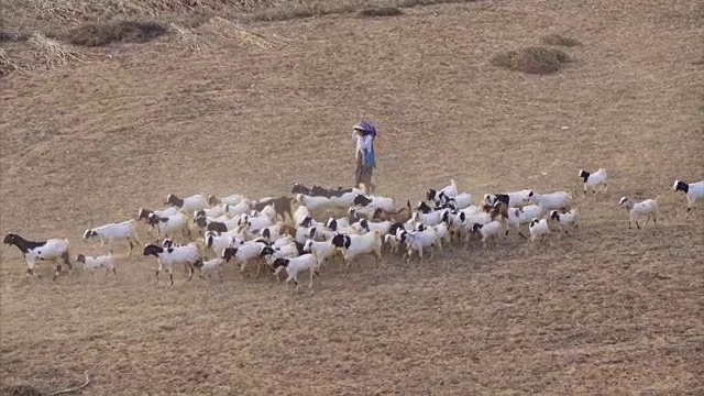 一群山羊和牧羊人在农场里散步视频素材