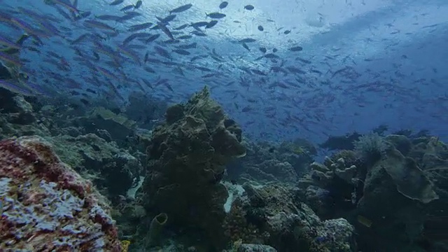 海面下的燧发鱼群视频素材