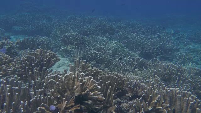 在热带海域潜水视频素材