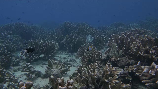 珊瑚礁，水肺潜水视频素材