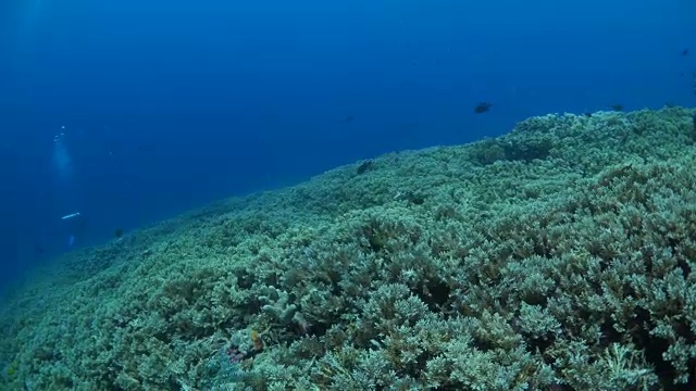 在印度尼西亚的熔岩流中，硬珊瑚失去了控制视频素材