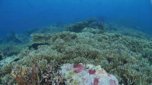 桌珊瑚和叶珊瑚殖民地靠近火山岛视频素材