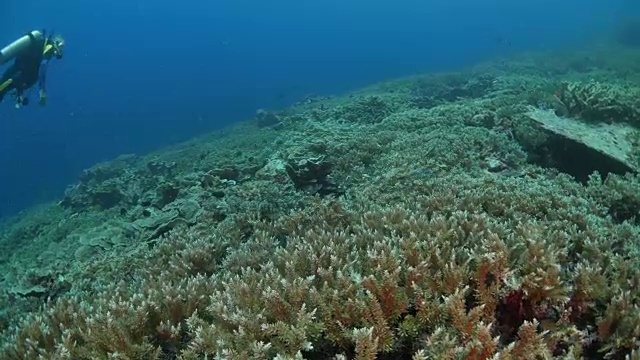 潜水员在布满硬珊瑚的珊瑚礁中潜水视频素材