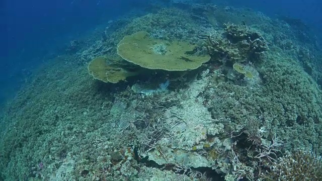 海底的巨型桌状硬珊瑚视频素材