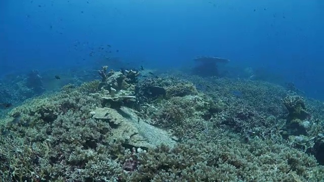 班达群岛海底的硬珊瑚群视频素材