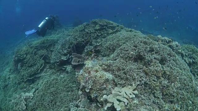 火山使硬珊瑚失去了控制视频素材