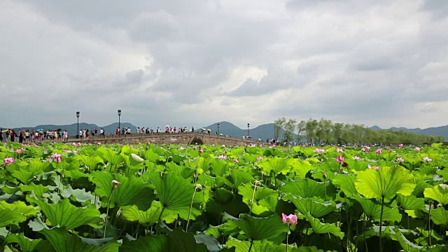 中国杭州西湖断桥上的荷花田视频素材