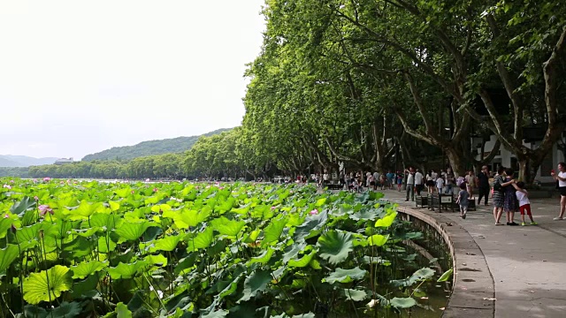 西湖边的北山路风景，中国杭州视频素材