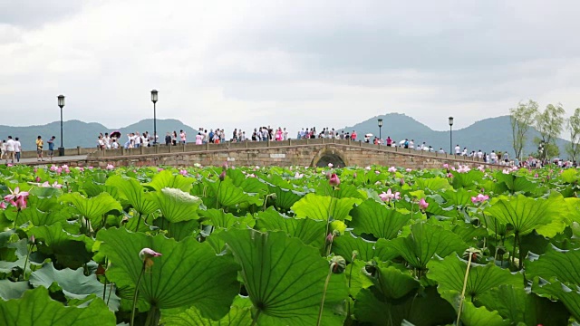 中国杭州西湖断桥上的荷花田视频素材