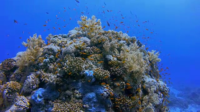 海洋生物水下潜水珊瑚礁/红海视频素材