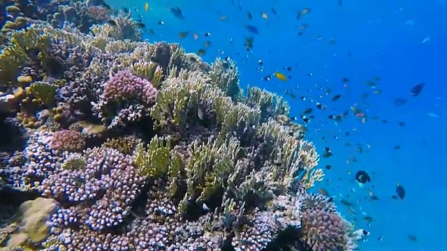 丰富多彩的海洋生物礁与许多鱼在红海视频素材