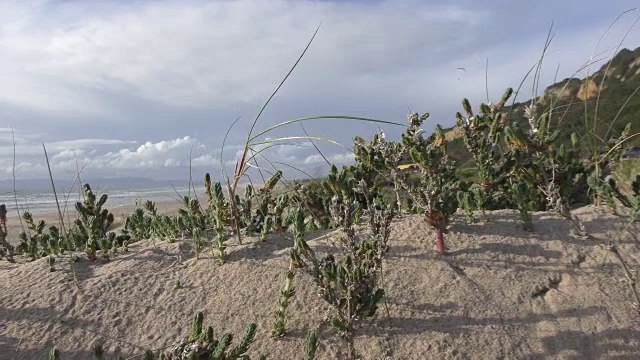 海滩上的植物视频素材