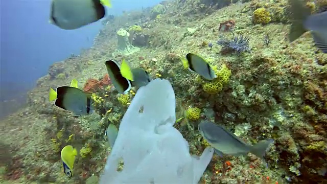 自由漂浮的殖民地被囊动物视频下载